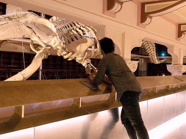 A young man is standing in front of a blue whale skeleton hanging in a museum. He is wearing headphones and holding an iPod touch listening to the Gogo app at the Western Australian Museum Boola Bardip