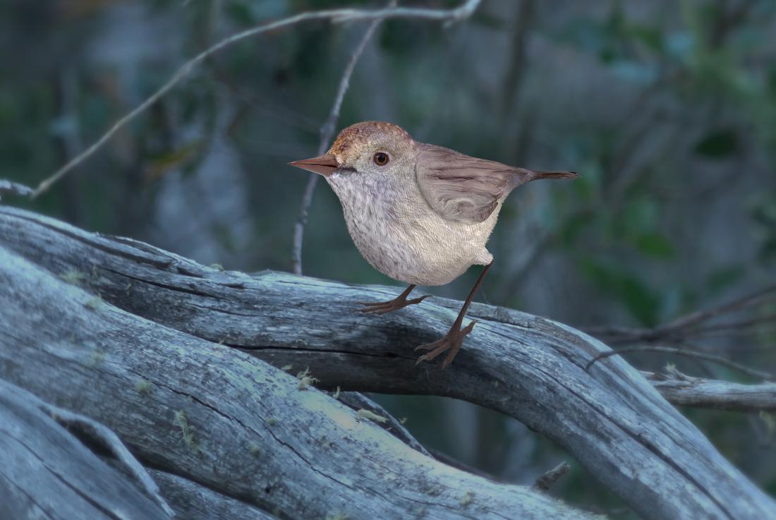 3D Render of a King Island Brown Thornbill bird native to Australia